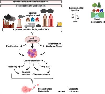 Environmental exposure and the role of AhR in the tumor microenvironment of breast cancer